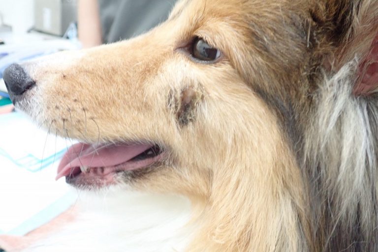 外歯瘻｜京都市北区の動物病院「かもがわ動物クリニック」