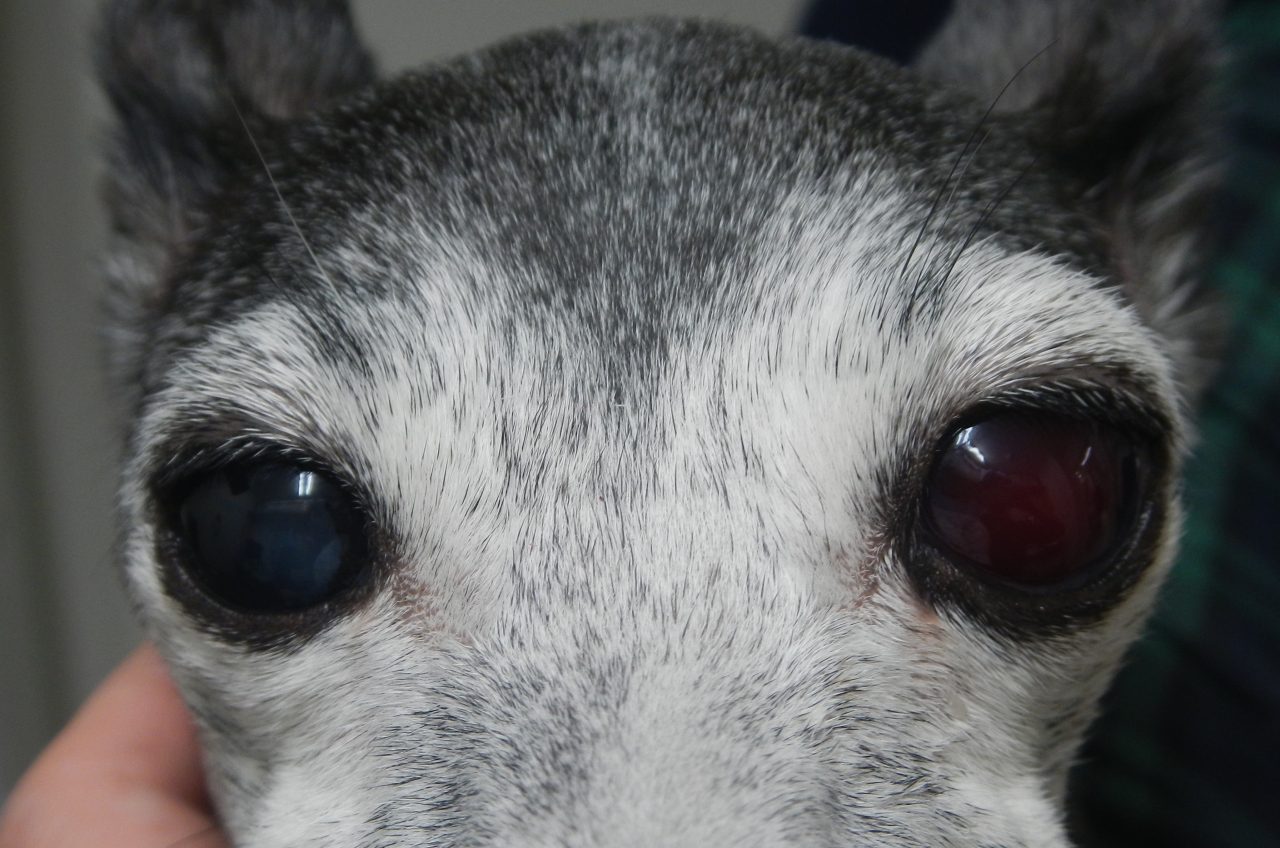 犬 の 目 が 赤い