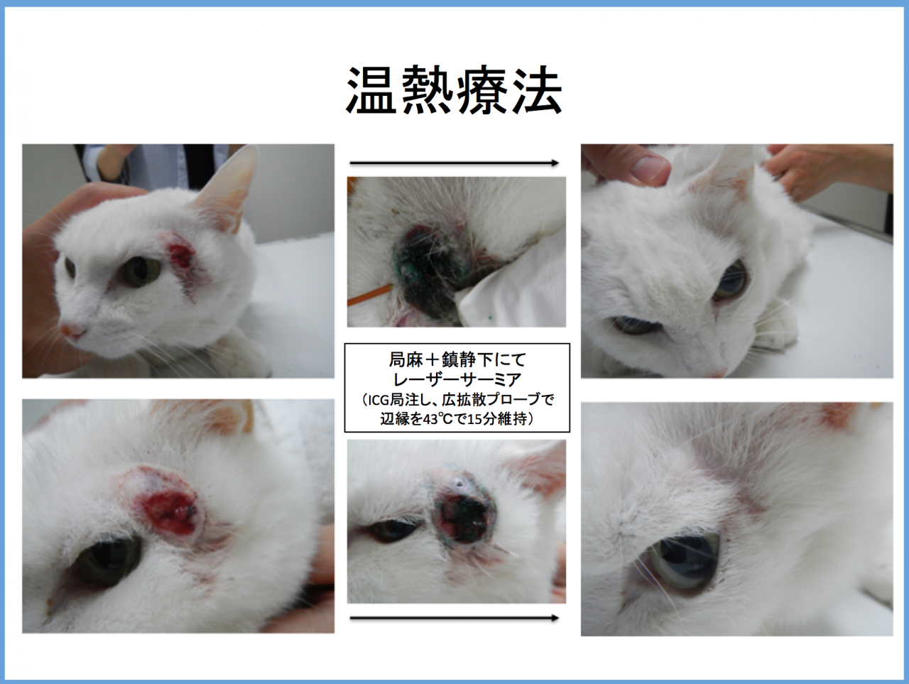 猫の肥満細胞腫 皮膚 脾臓 京都市左京区の動物病院 かもがわ動物医療センター