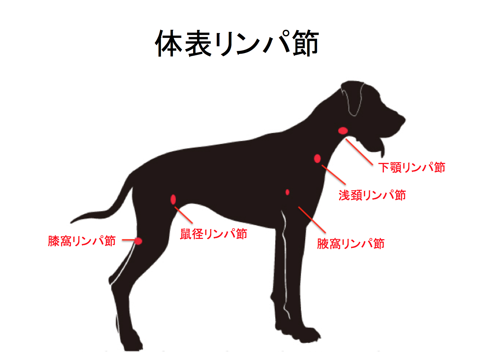 犬 リンパ 節 の 腫れ