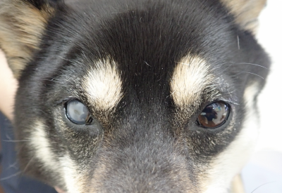 赤い が の 犬 目 犬の眼瞼炎、目の周りが腫れている、赤い (獣医眼科専門外来）