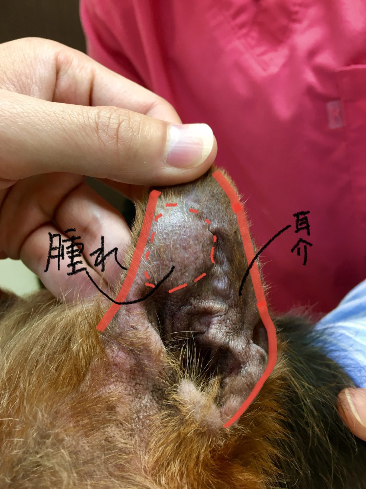 犬 耳 血腫