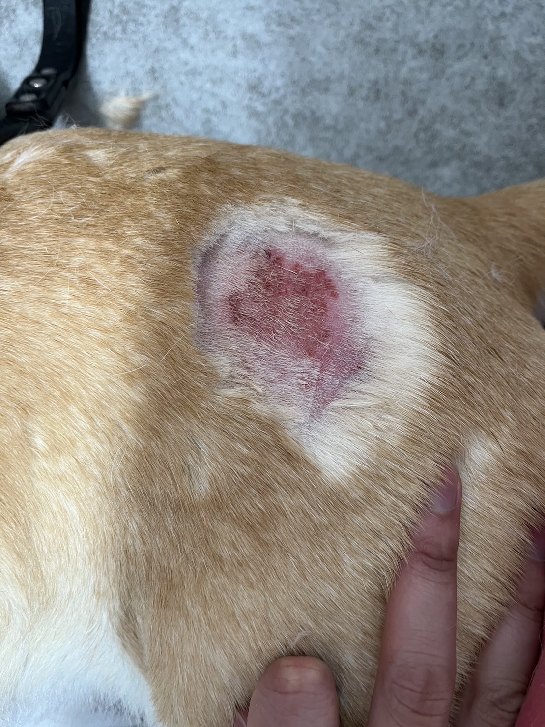 ホット スポット 犬