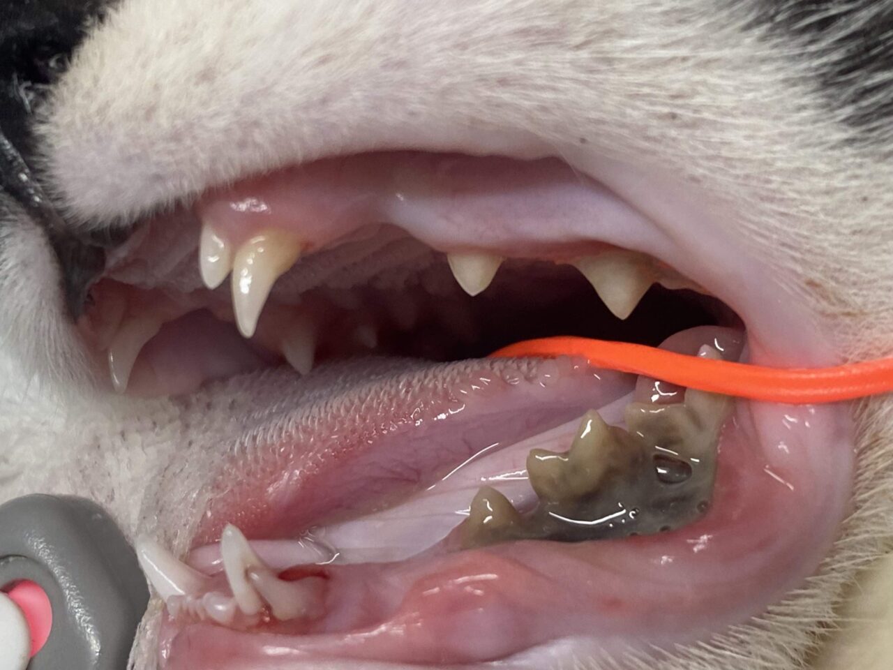 猫の若齢性歯周炎・乳歯遺残｜京都市左京区の動物病院「かもがわ動物