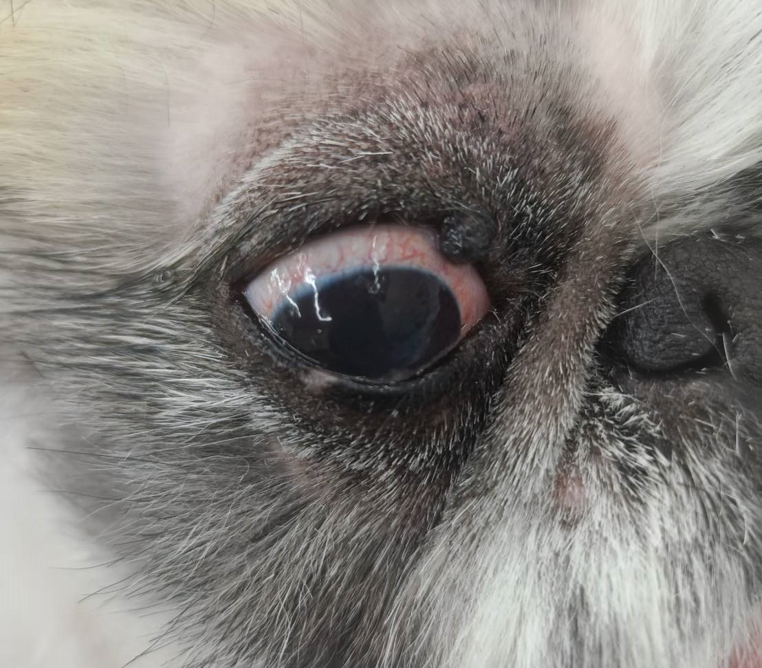 マイボーム 腺腫 犬